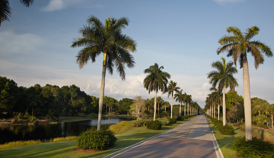 palm tree entry road