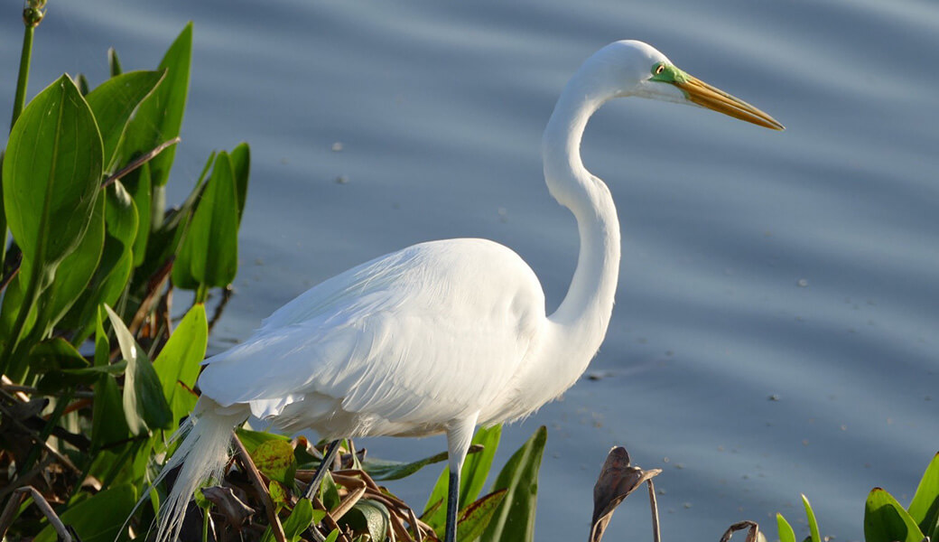 bird